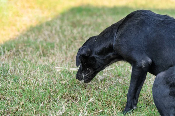 Siyah iç köpek orda öyle vücut vardır ve mukus kusma