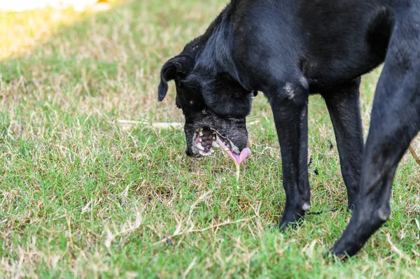 Siyah iç köpek orda öyle vücut vardır ve mukus kusma