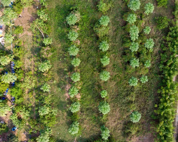 Horní Části Kultivovat Papája Ovoce Grove Plantáži — Stock fotografie