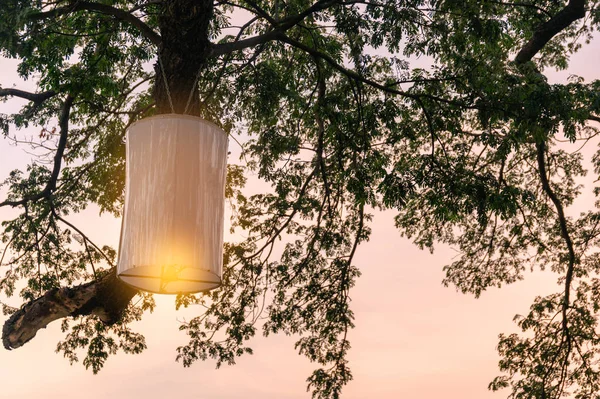 Світло Лампи Висить Гілці Дощового Дерева Ввечері — стокове фото