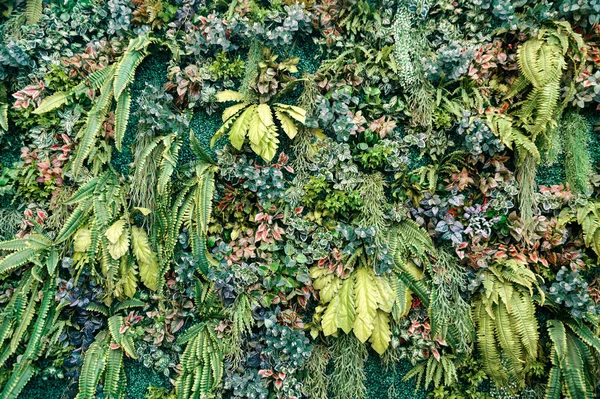 Wiele Zielonych Liści Rośliny Ozdobne Tle Ściany — Zdjęcie stockowe