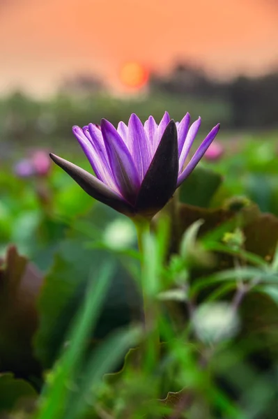 Purple Lotus Green Leaf Blooming Swamp Sunset — Stock Photo, Image