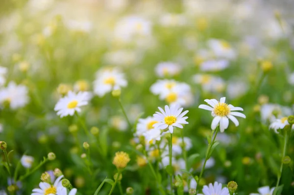 Цветок Ромашки Желтая Пыльца Ромашки Цветет Саду — стоковое фото