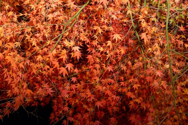 Schöner Roter Ahornbaum Mit Nachts Beleuchtetem Licht — Stockfoto
