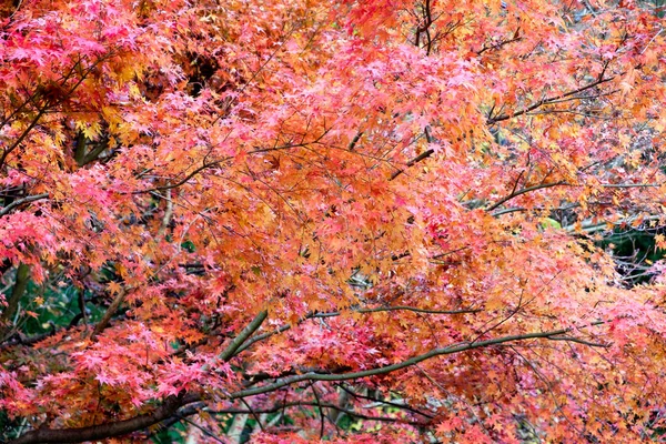 Roter Ahorn Herbstgarten Morgen — Stockfoto