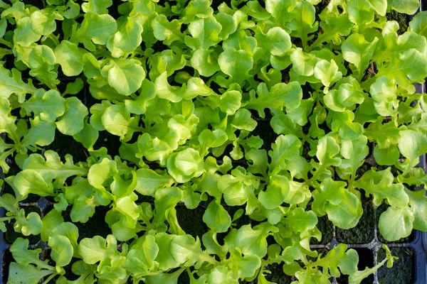 Ökologischer Grüner Eichensalat Auf Plantage — Stockfoto