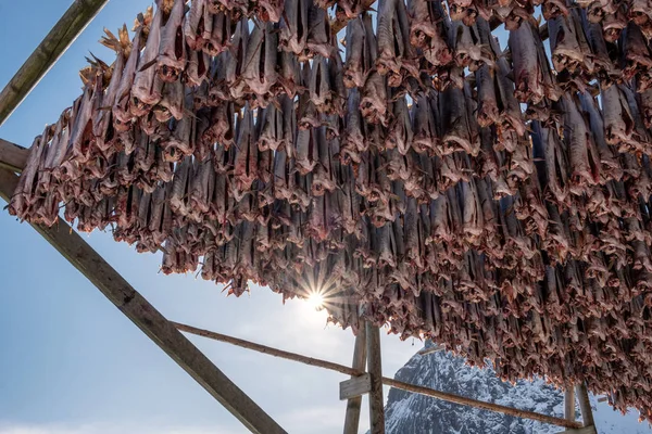 Estructura Peces Llenos Bacalao Otros Peces Que Cuelgan Para Secar ...