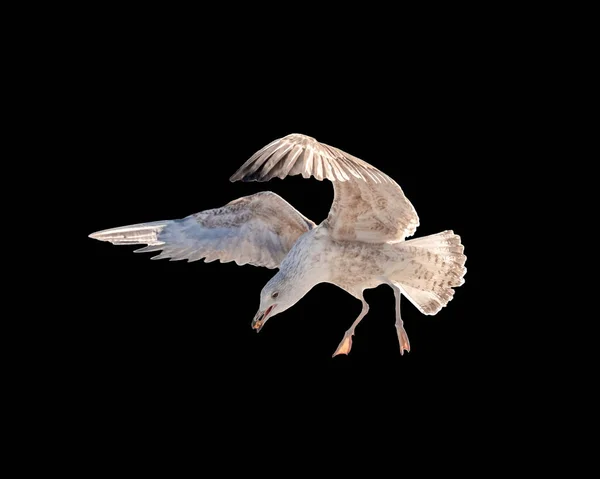 Grande gaivota voando inclinado para baixo para comer pão — Fotografia de Stock