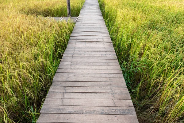 시골에서 쌀 필드에 목조 다리 — 스톡 사진