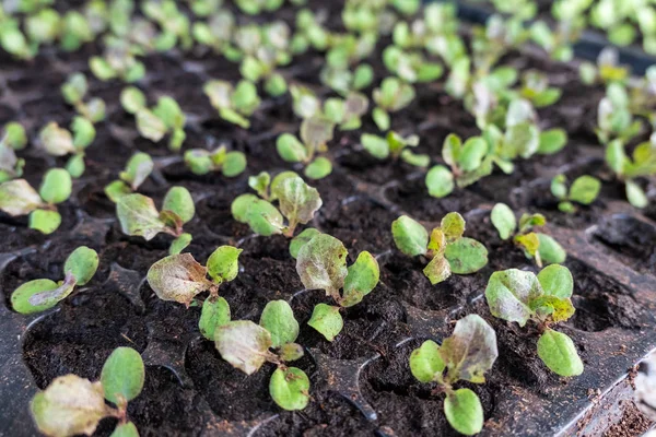Выращивание салата из зеленого дуба в подносе — стоковое фото