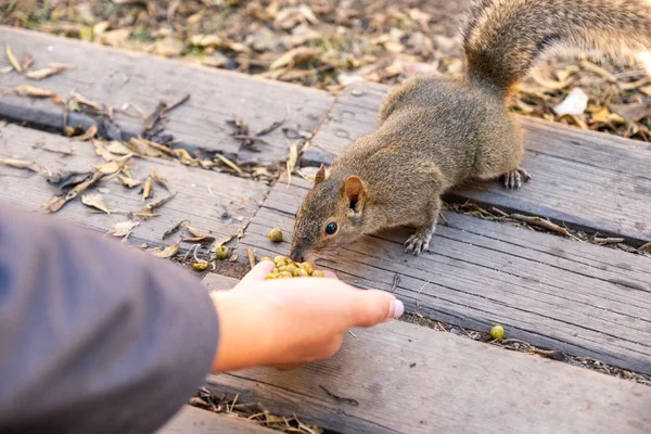 Esquilo selvagem marrom comendo feijão na palma da mão — Fotografia de Stock