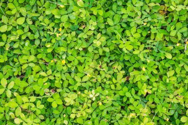 Arka plan yeşil beanstalk bırakır