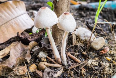 İki beyaz genç büyüyen mantar