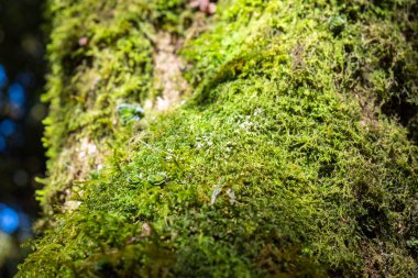 Yakın çekim yeşil liken yosun bitki büyümek