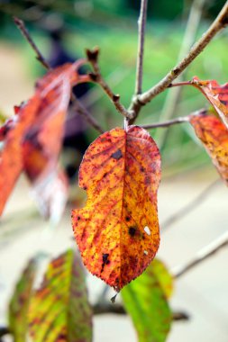 Yaprak sararmış kuru kırmızı dalda sarı