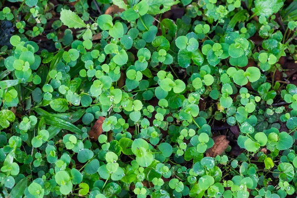 地面に緑の葉葉 — ストック写真