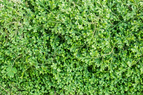 Gröna blad små bakgrund — Stockfoto