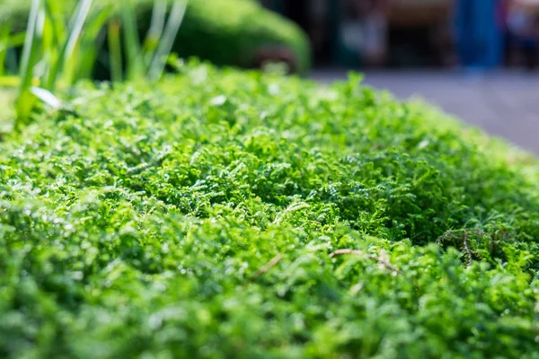 Green moss on stone