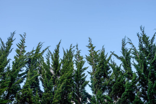 Peak pine tree on sky