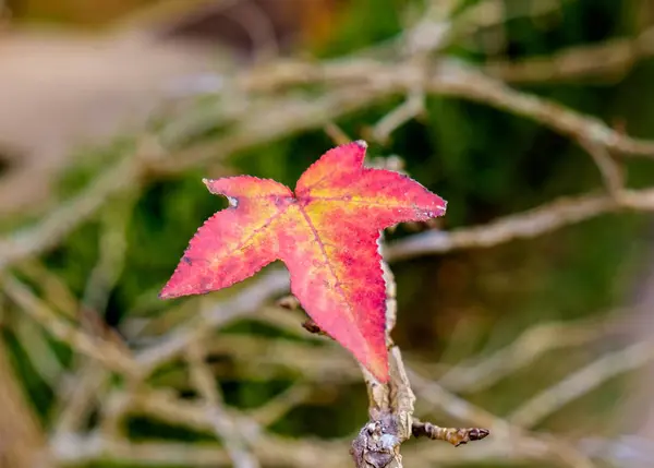Maple single dry sear leaf beautiful on branch — Stock Photo, Image