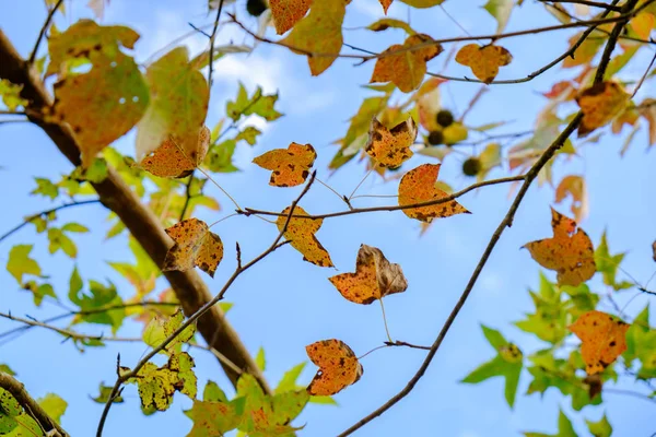 Maple leaf fräsch färg på gren — Stockfoto