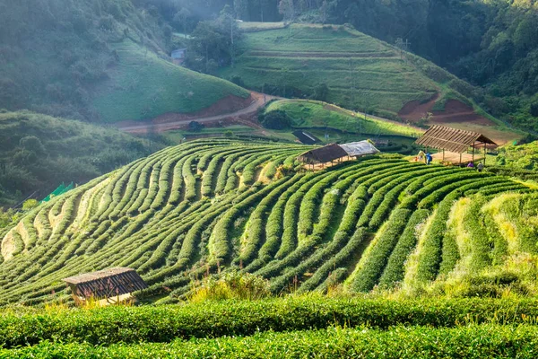 Doğal manzara cottage Vadisi çay plantasyon içinde