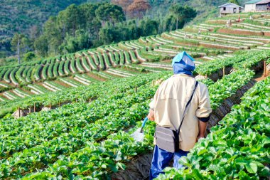 Adam bahçıvan bitki çilek sulama