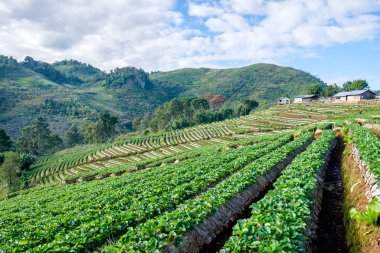 Çilek platation dağ merdiven güzel
