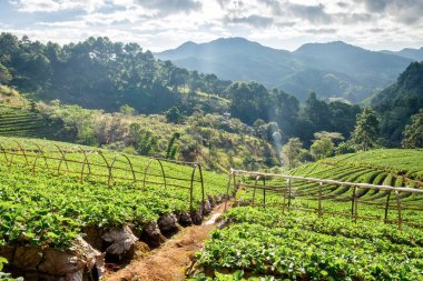 Çilek platation dağ merdiven güzel