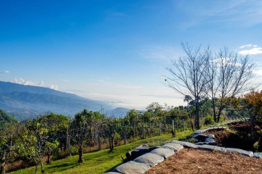 Tayland Myanmar sınır bölgesi