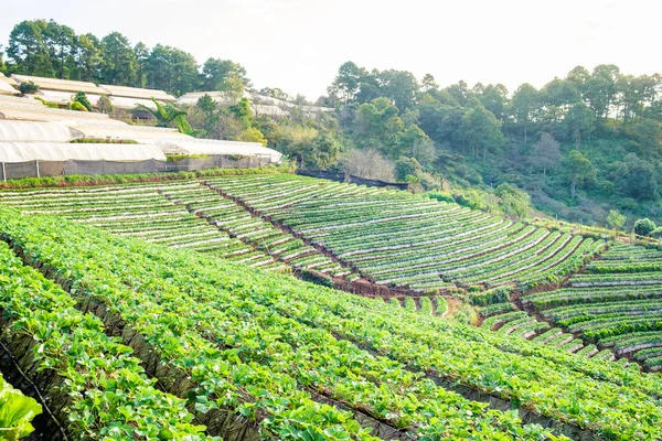 Strawberry platation montanha escadas e plantas — Fotografia de Stock