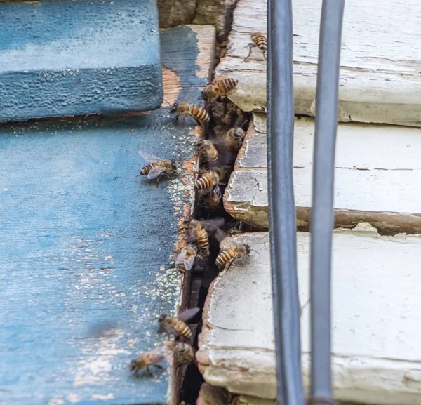 Många bee keeper främre nisch sidovägg — Stockfoto