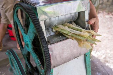 Crush makine deposundaki ezilmiş şeker kamışı ile çalışma