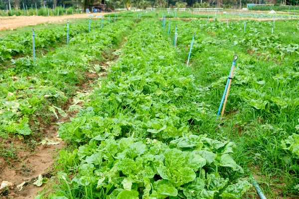 Cultivation planting vegetables in garden — Stock Photo, Image