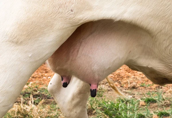 Sotto di latte la vacca giovane — Foto Stock
