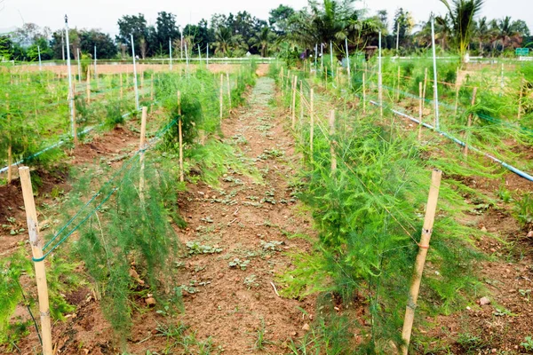 Cultivation planting vegetables in garden — Stock Photo, Image