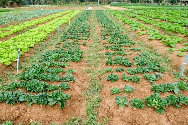 Gemüseanbau im Garten — Stockfoto