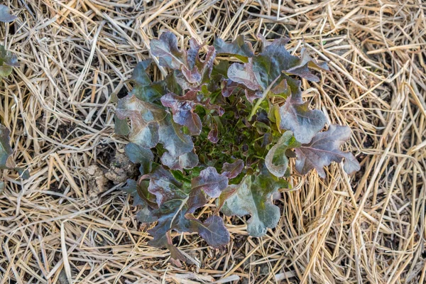 Roteichensalat wächst im Garten — Stockfoto