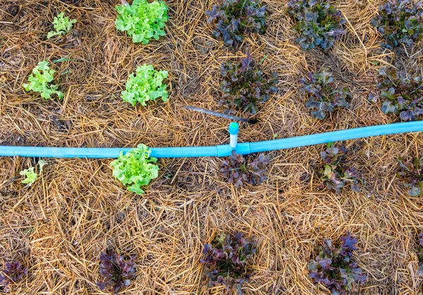 Red oak and green oak lettuce growing in garden