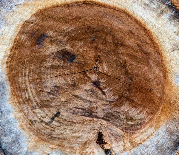 Trä virke stubbe cirkulär texturerat — Stockfoto