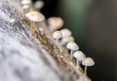 Mantar, mantar, mantar küçük kadar büyüyen