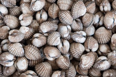 Ham cockle kazık yakın çekim