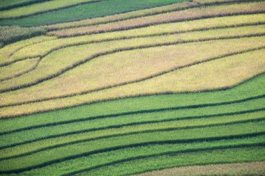 Pirinç tarlaları renkli karık