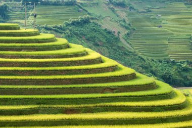 Pirinç alan Mu cang chai teraslı dönüm noktası üzerinde