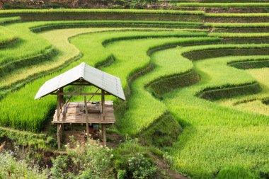 Pirinç alan Mu Cang Chai teraslı yazlık görünümü