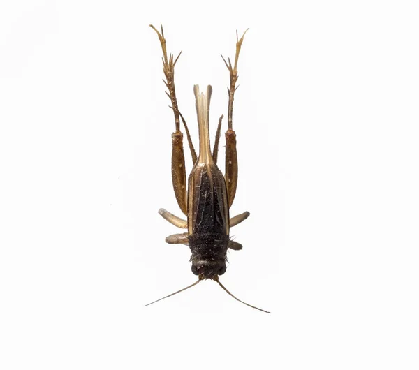 Cricket maro insecte mici pe fundal alb — Fotografie, imagine de stoc