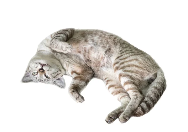Fluffy, hvit katt, sammenkrøpet, sovende – stockfoto