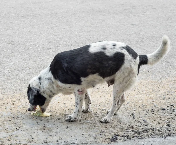 Dog pet sick vomit — Stock Photo, Image