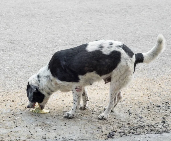 Köpek evde beslenen hayvan hasta kusmuk