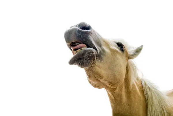 Cavallo bianco crema in fattoria chiamando urlo — Foto Stock